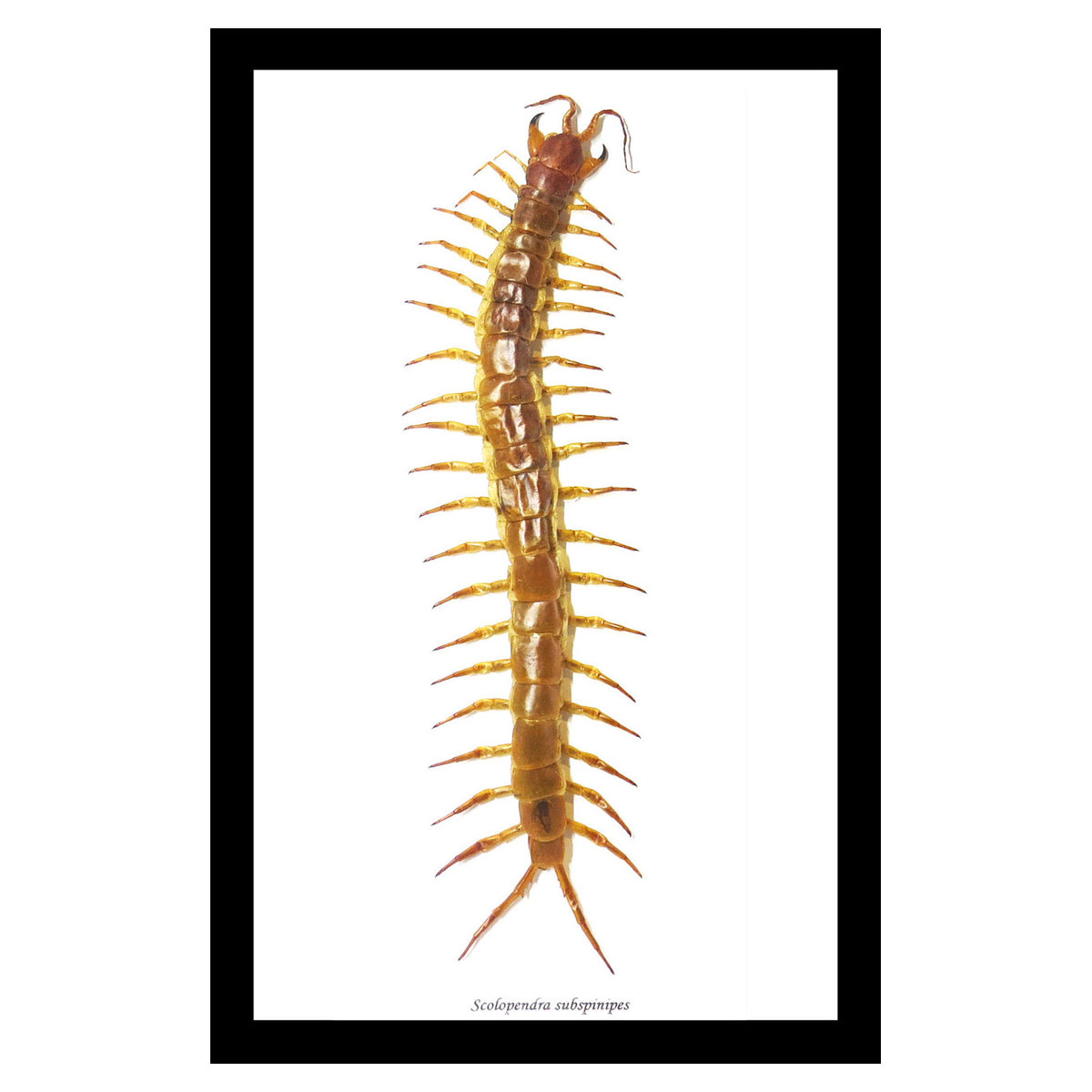 Giant Centipede Scolopendra Subspinipes Framed Specimen