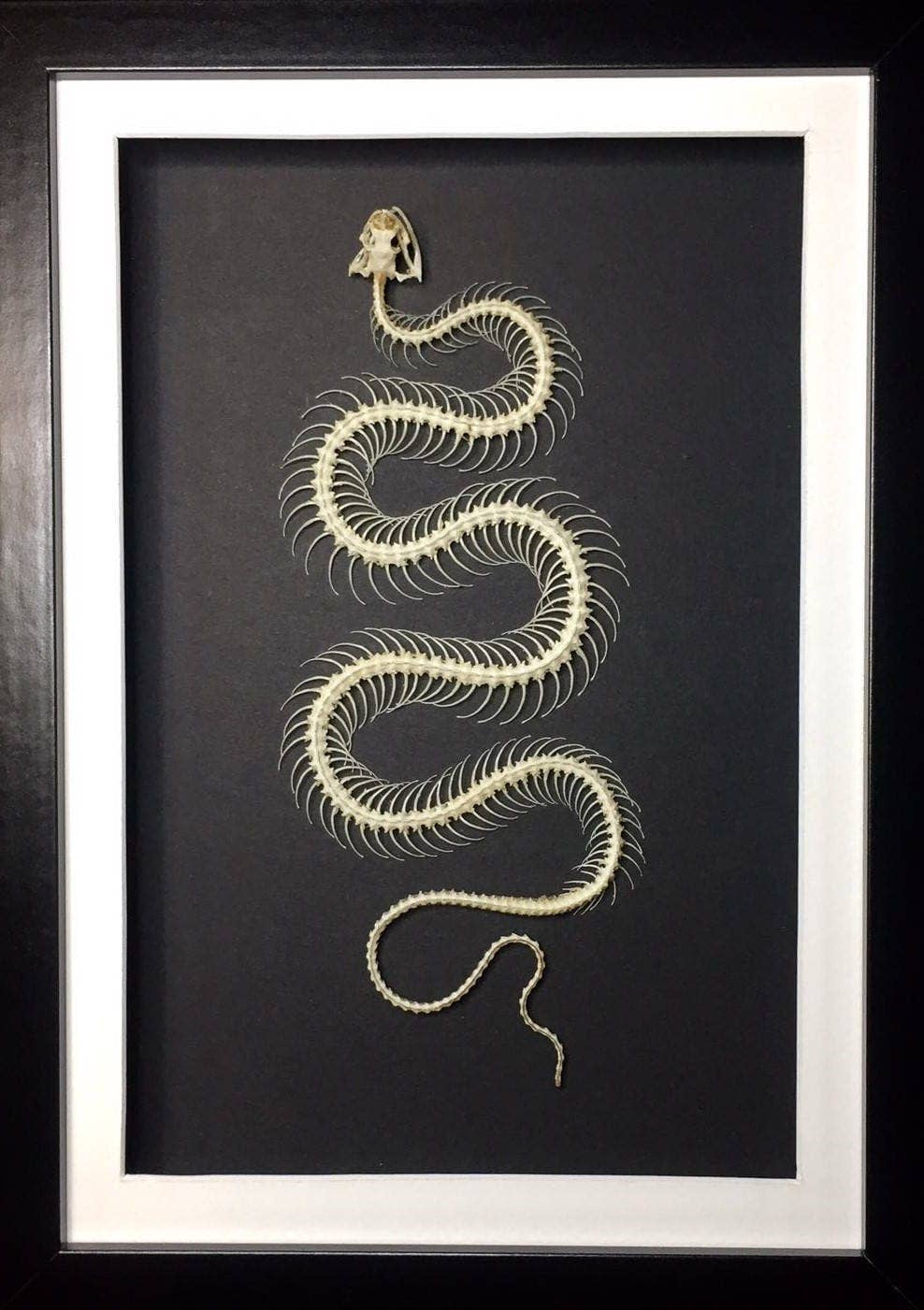 Dendrelaphis pictus Snake Skeleton in a Frame