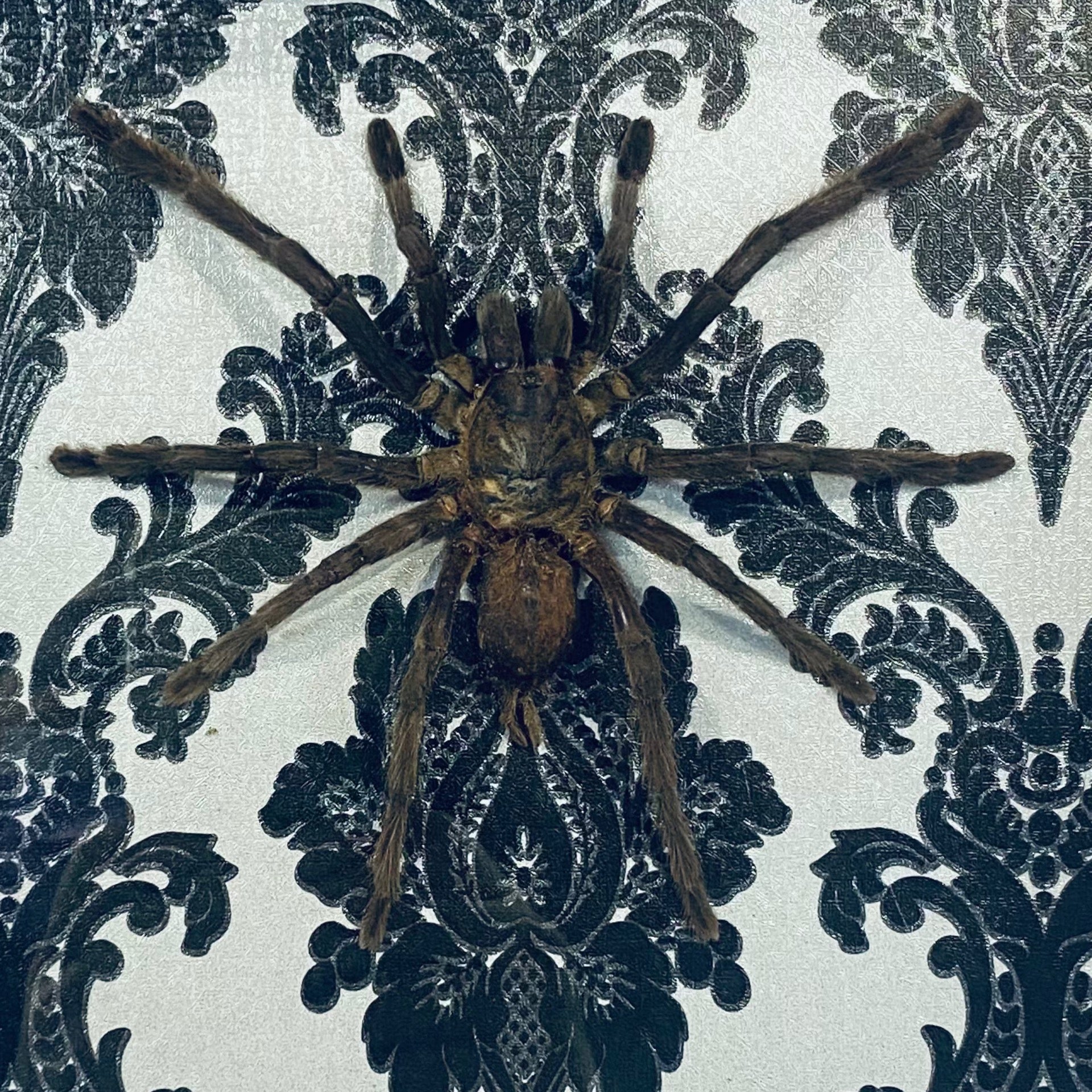 Haplopelma Minax Spider Specimen Gothic Print
