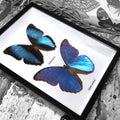 Blue Butterfly - Morpho Combination Framed Specimen
