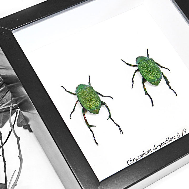 Shining Leaf Chafer Beetle Genuine Framed Specimen