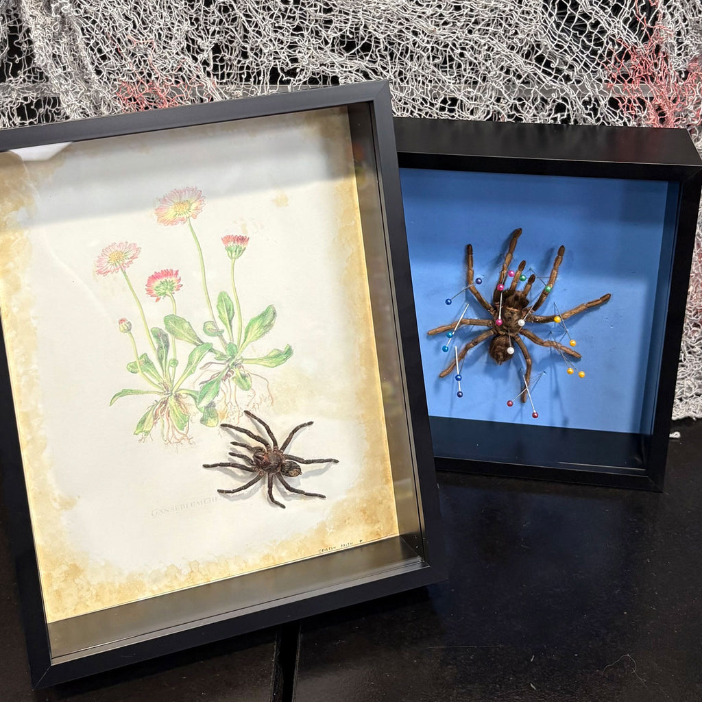 Event Ticket Tarantula Spider Shadow Box Frame - Specimen Workshop