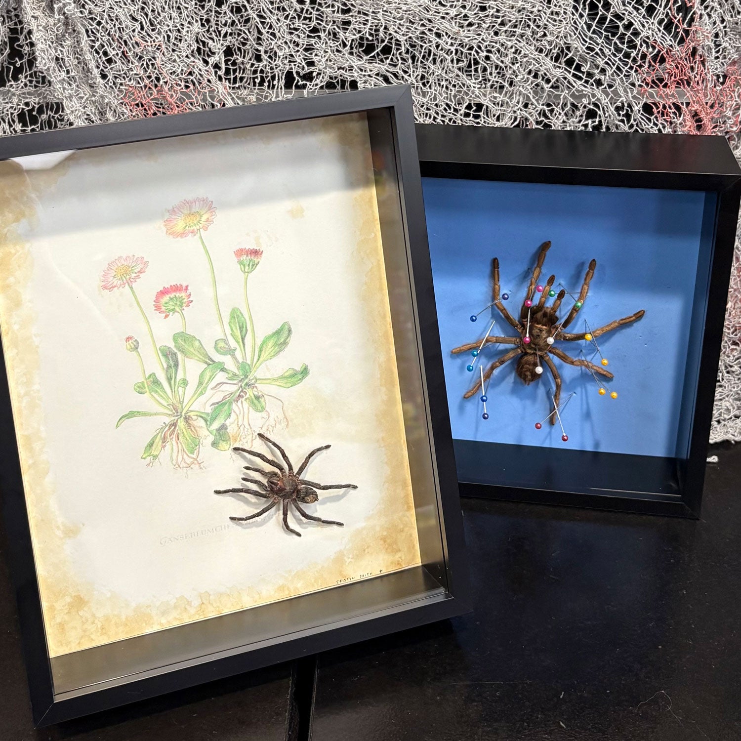 Event Ticket Tarantula Spider Shadow Box Frame - Specimen Workshop