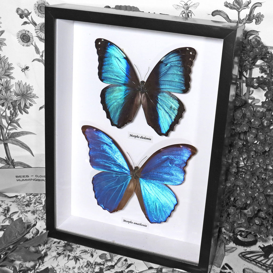 Blue Butterfly - Morpho Combination Framed Specimen