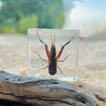 Cricket Specimen in Resin