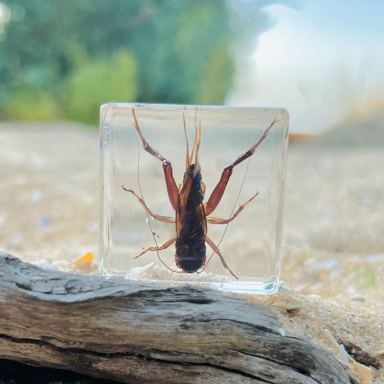 Cricket Specimen in Resin