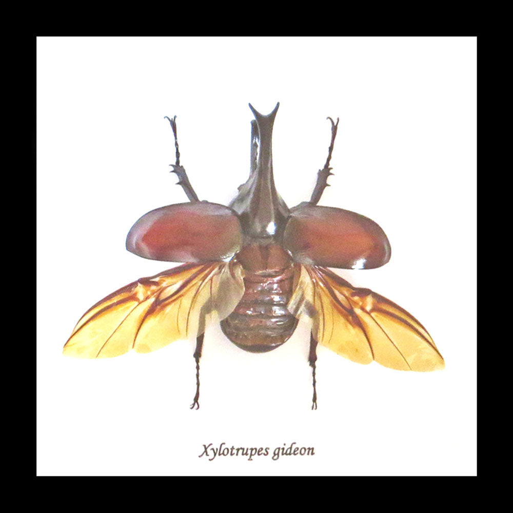 Elephant Beetle Xylotrupes Gideon Framed Specimen