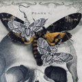 Death Moth Earrings