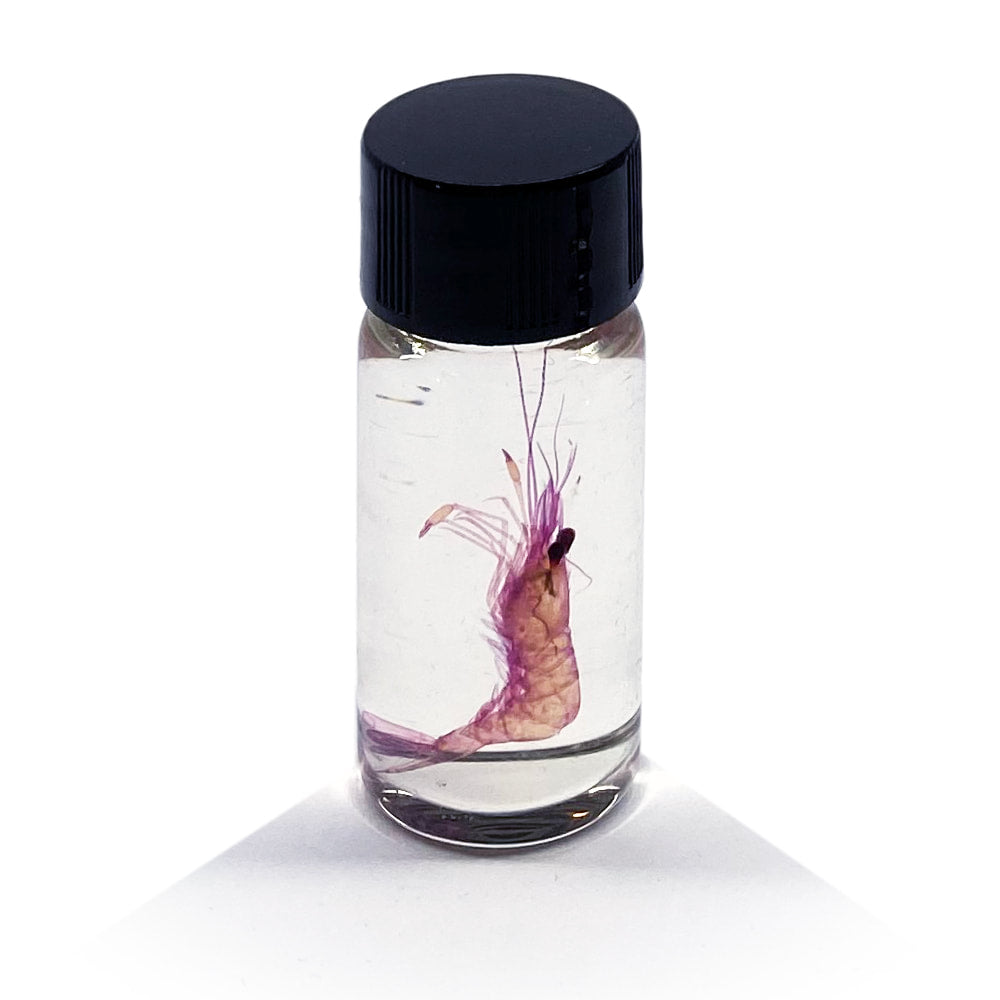 Tiny Shrimp Diaphonised Specimen