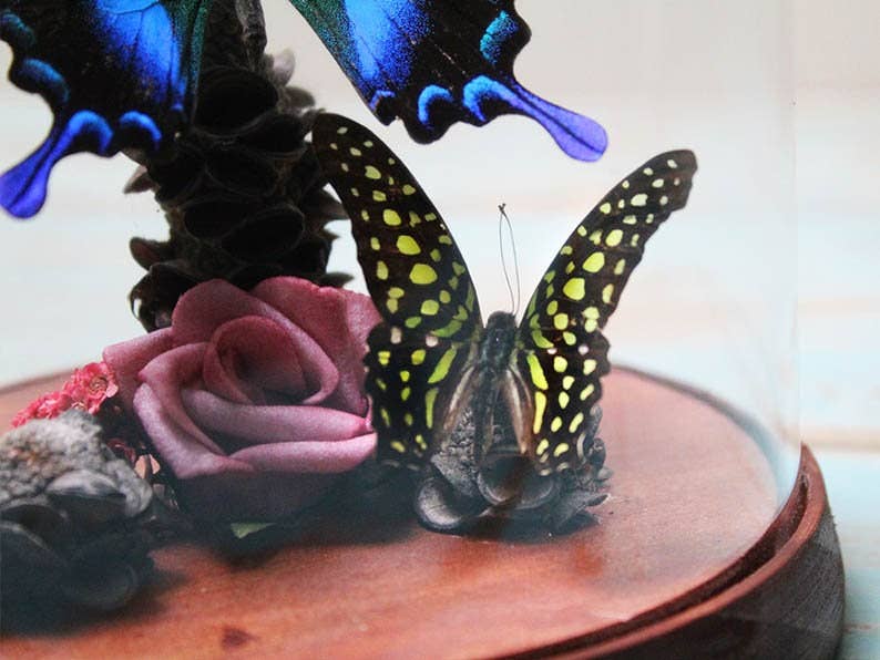 Papilio Blumei Swaallowtail Genuine Butterfly Decorative Dome