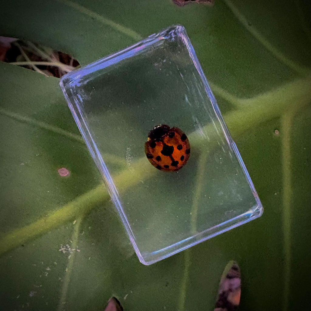 Garden Bugs Set of 5 Specimens
