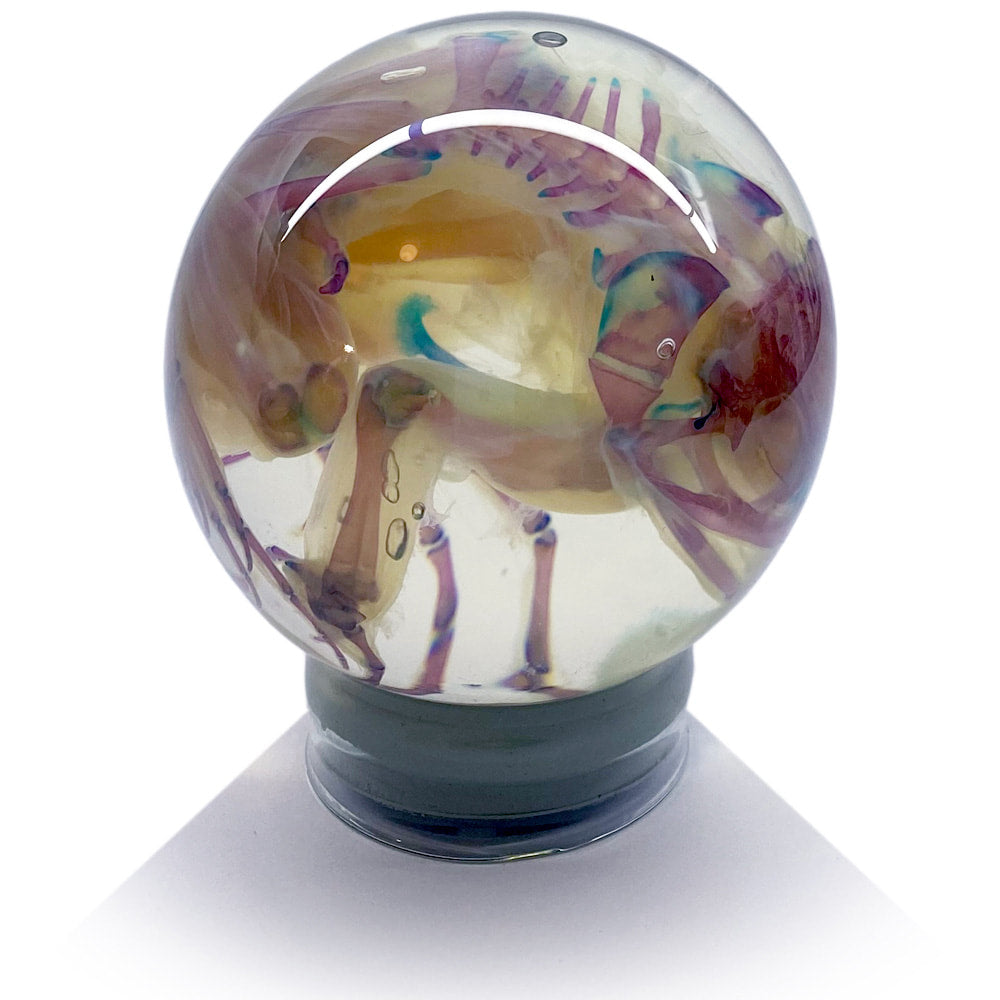 Cane Toad Diaphonised Wet Specimen Globe