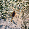 Golden Scorpion Specimen