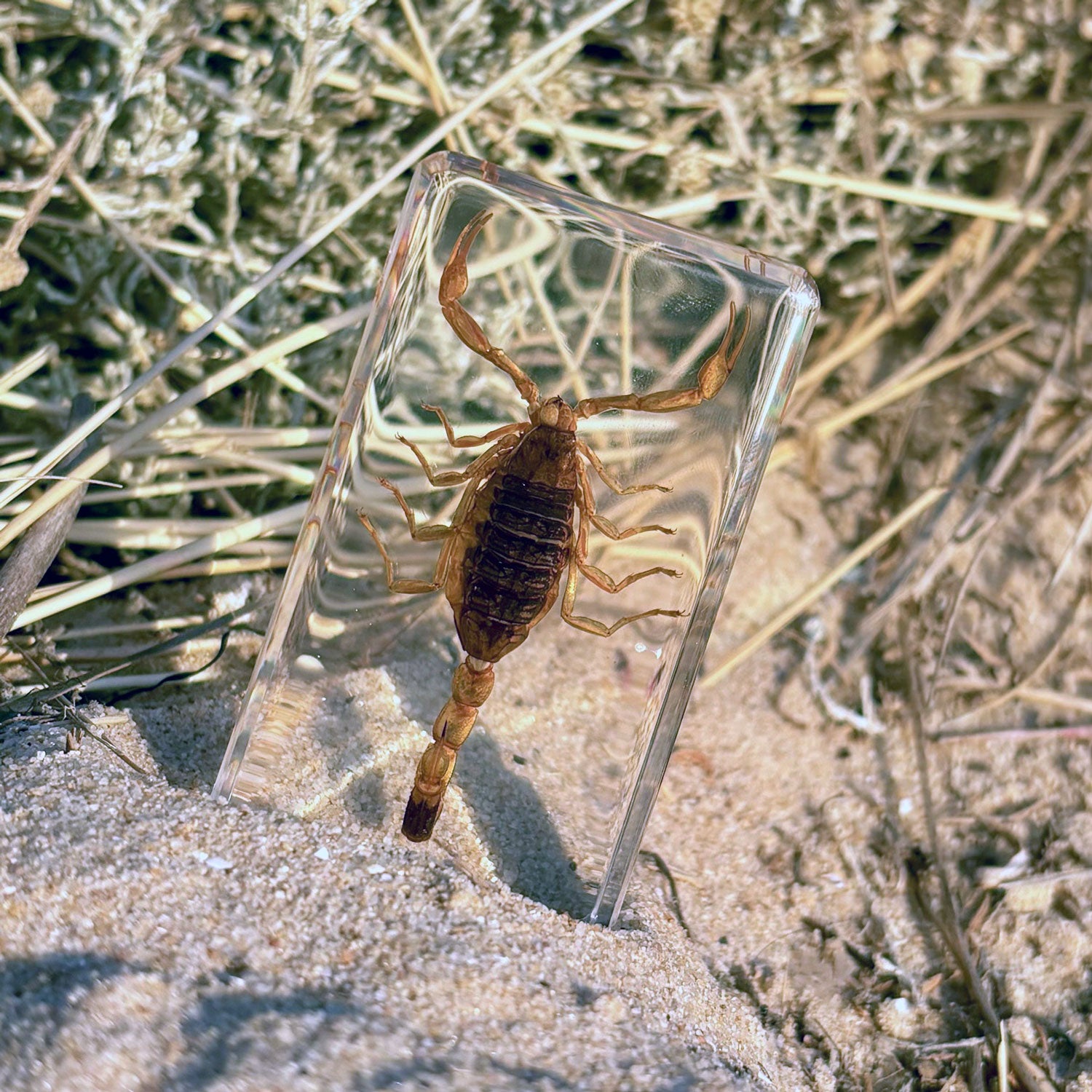 Golden Scorpion Specimen