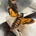 Fox Skull and Acherontia Atropos Death Head Moth Genuine Specimen in a Dome