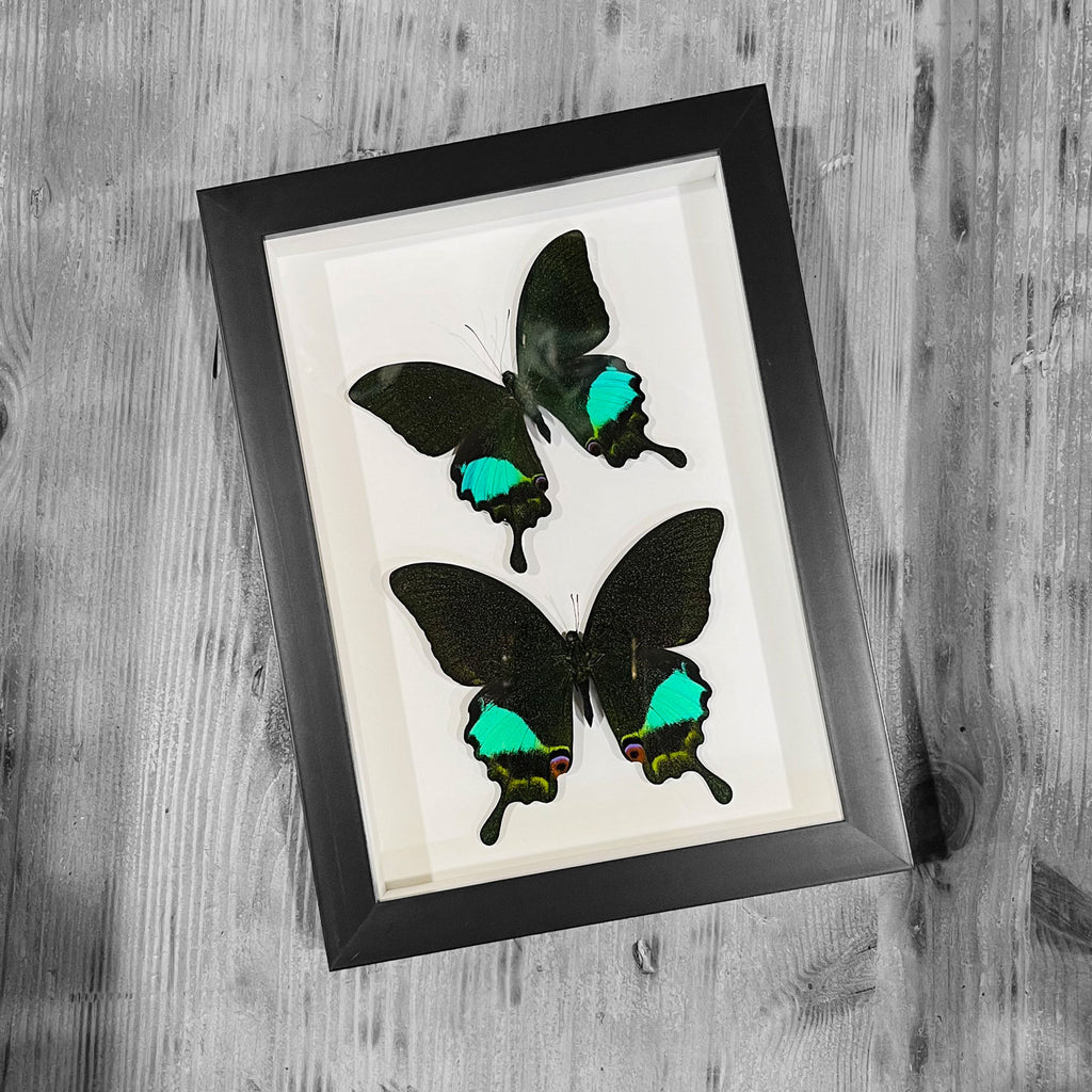 Peacock Paris Genuine Duo Butterfly Framed Specimen