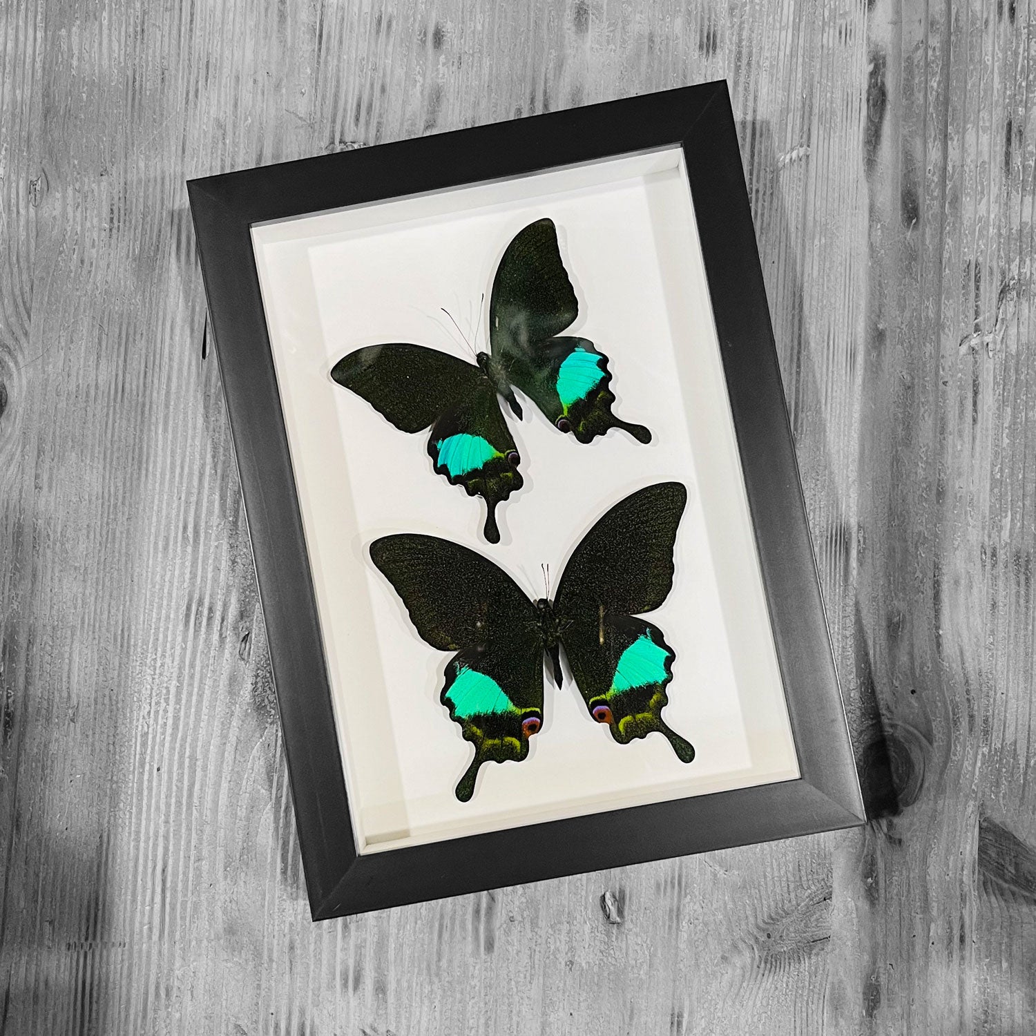 Peacock Paris Genuine Duo Butterfly Framed Specimen