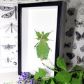 Phyllum Giganteum Framed Specimen