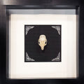 Mink Genuine Skull Wall Art In Shadow Box