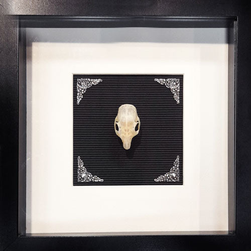 Mink Genuine Skull Wall Art In Shadow Box