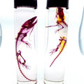 Anole Lizard Diaphonised Wet Specimen