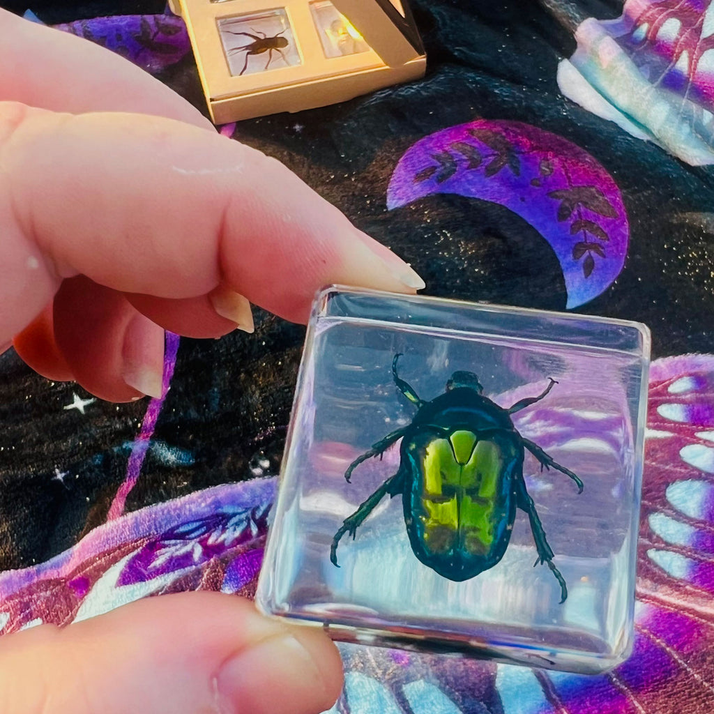 Ground Beetle Specimen in Resin