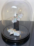 White ghost cicada's Genuine Specimen in a Dome