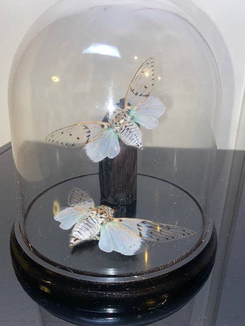 White ghost cicada's Genuine Specimen in a Dome
