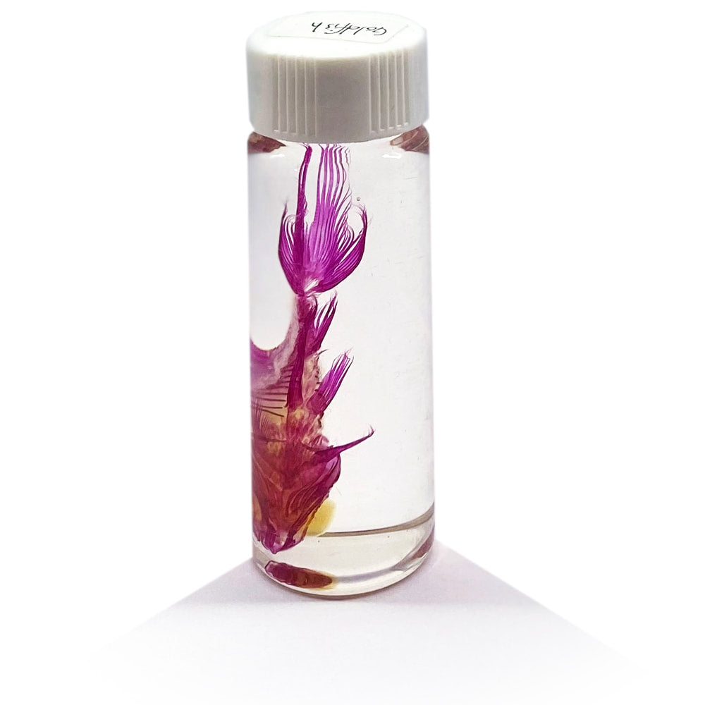 Goldfish Diaphonised Wet Specimen