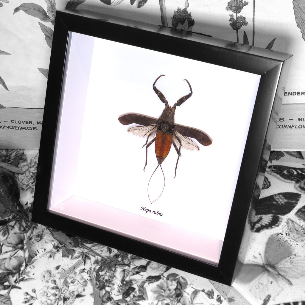 Giant Ruby Water Scorpion Genuine Framed Specimen