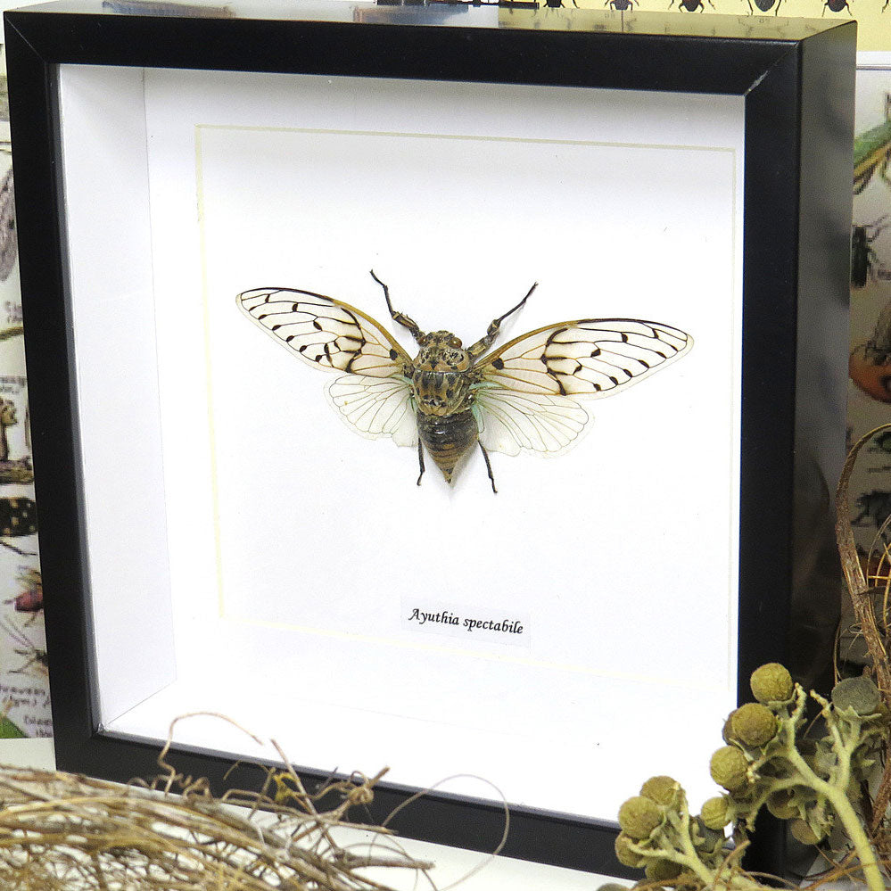 Cicada - Ayuthia Spectabile Framed Genuine Specimen