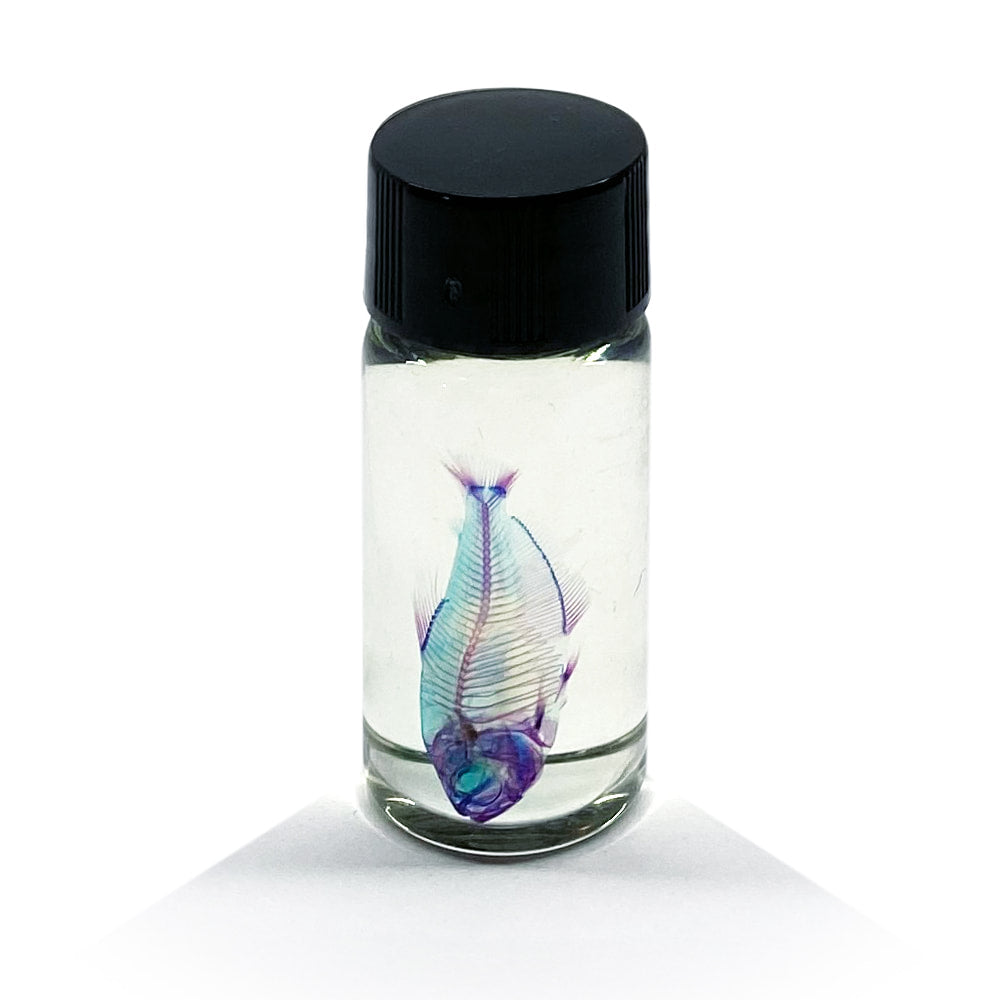 Tetra Diaphonised Fish Specimen