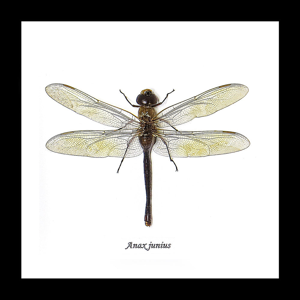 Framed Dragonfly Specimen