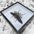 Framed Scarab Beetle Goliathus Orientalis Male Specimen