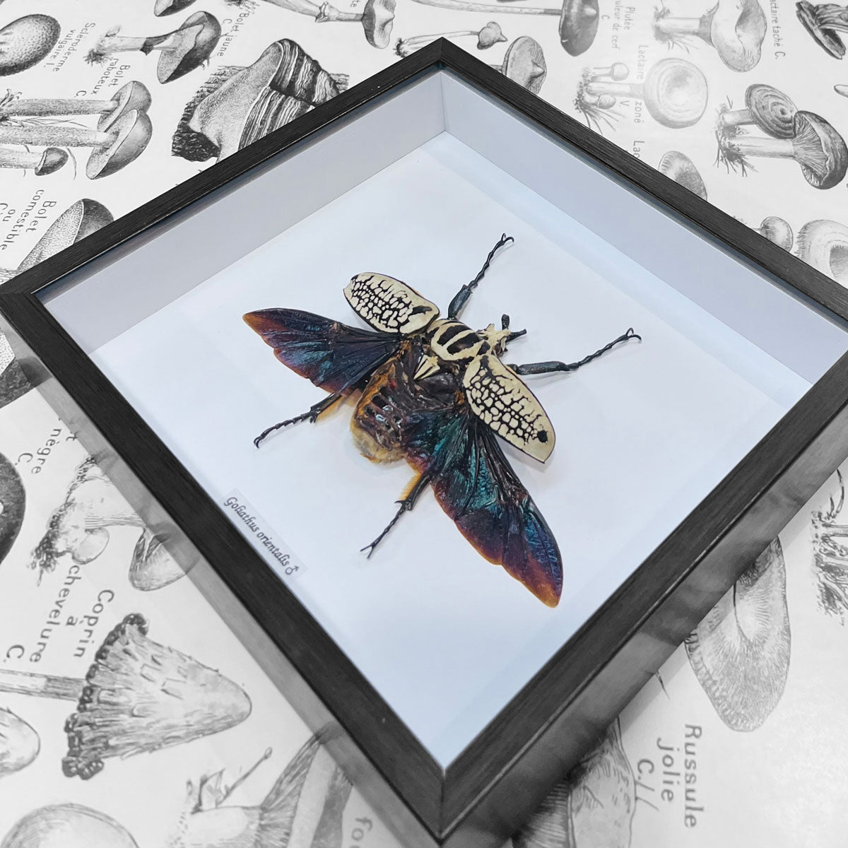 Framed Scarab Beetle Goliathus Orientalis Male Specimen