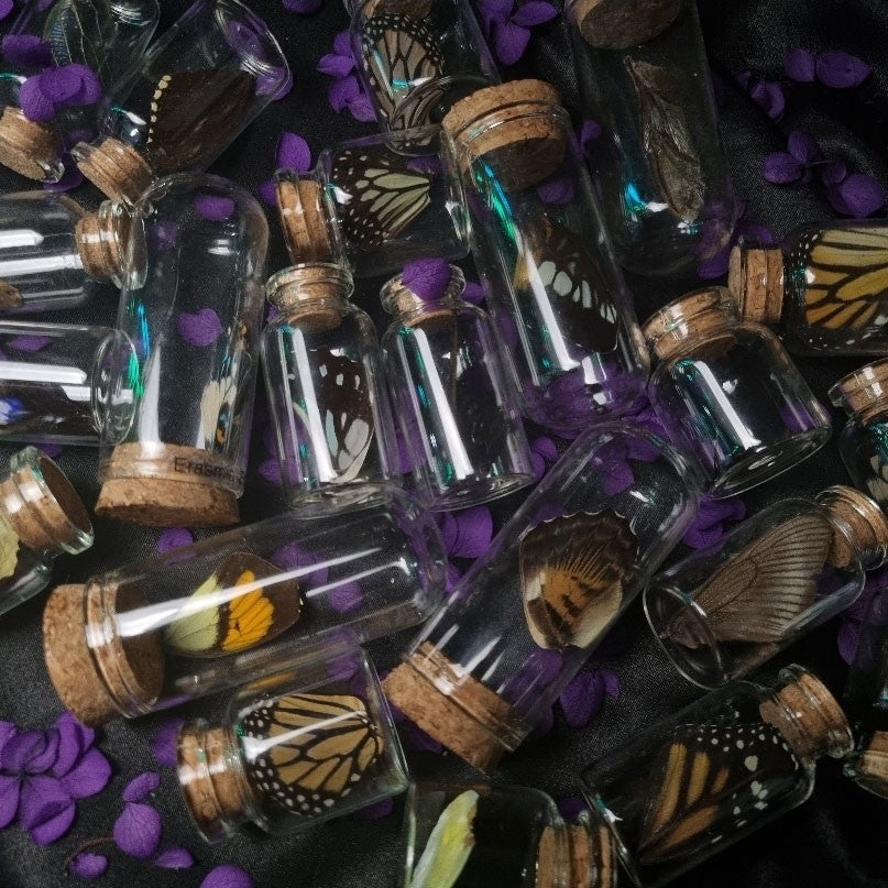 Mystery Butterfly Wing Gift