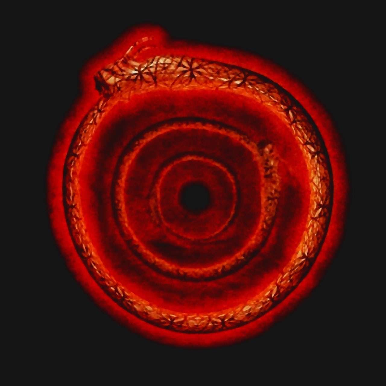 TOOL Snake Logo Tee