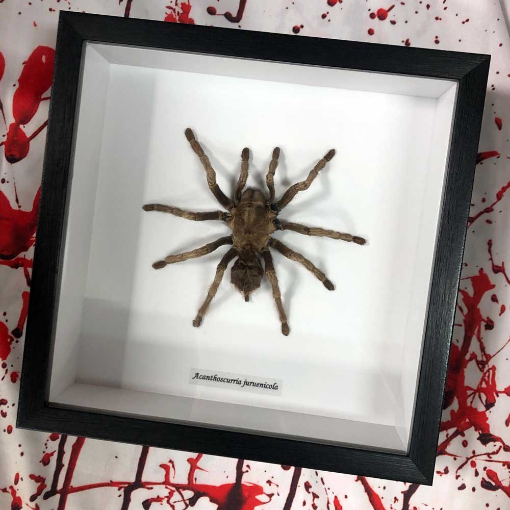 Tarantula Genuine Framed Specimen
