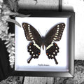 Papilio Lormieri Ventral Genuine Framed Specimen
