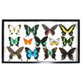 Butterfly Swarm Genuine Specimens