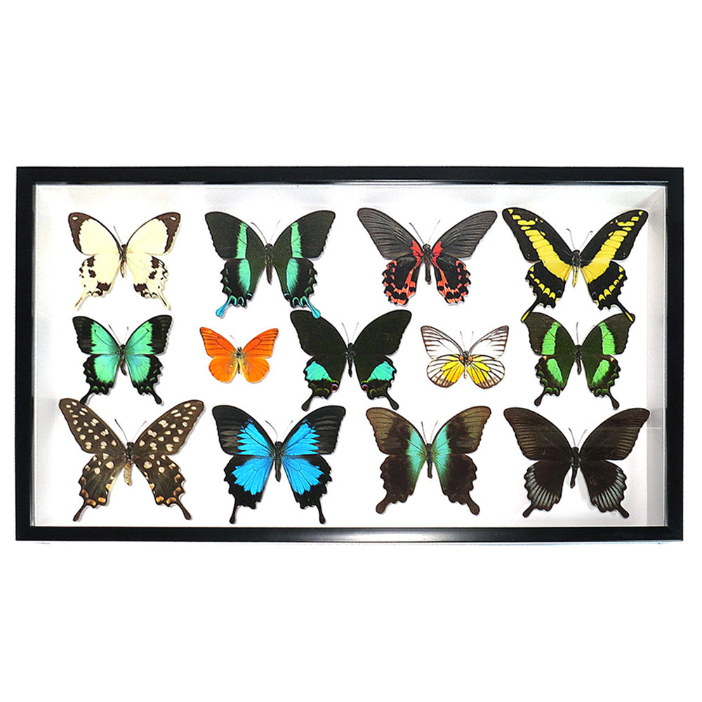 Butterfly Swarm Genuine Specimens