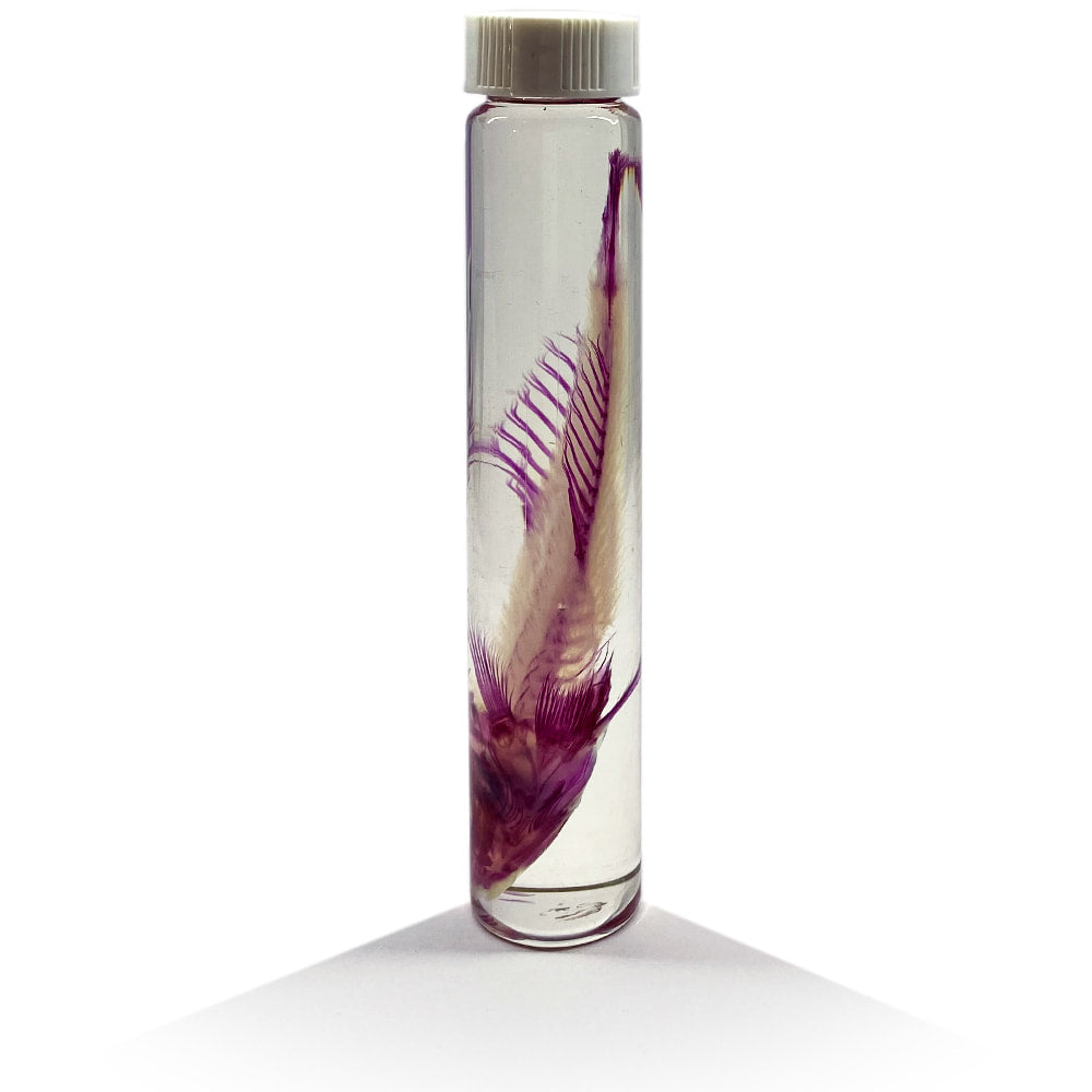 Parrot Fish Diaphonised Wet Specimen