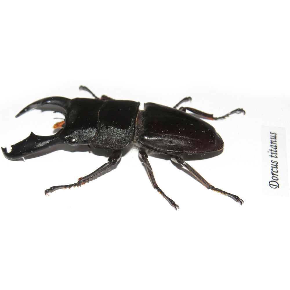 Stag Beetle Dorcus Titanus Framed Specimen