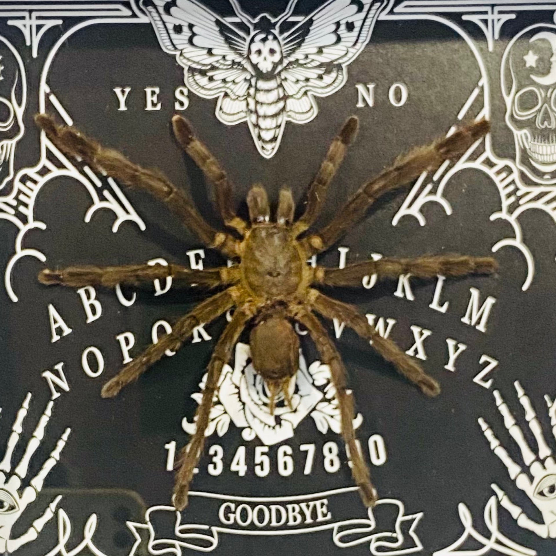Ouija Framed Tarantula Specimen