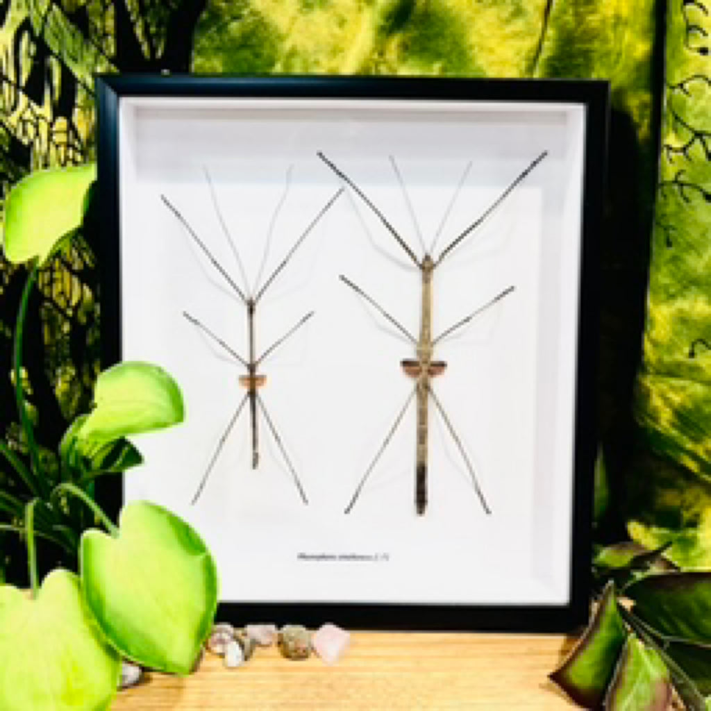Phaenopharos Struthioneus Stick Insect duo Framed Specimen