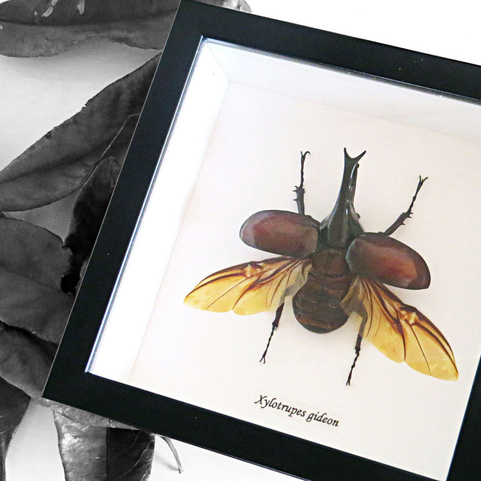 Elephant Beetle Xylotrupes Gideon Framed Specimen