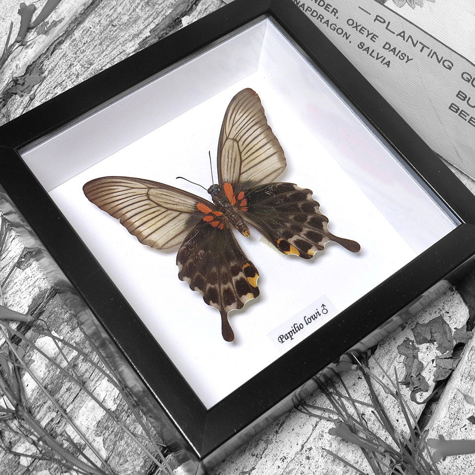 Papilio Lowi Female Genuine Framed Butterfly Specimen