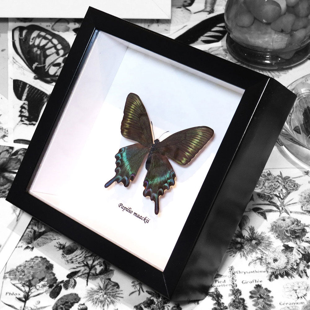 Butterfly Papilio Maackii Genuine Framed Specimen