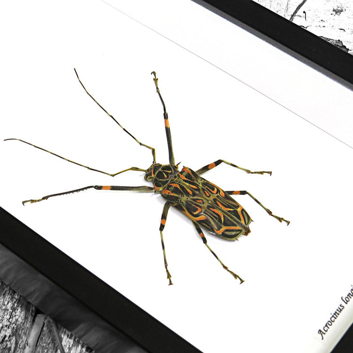Giant Harlequin Beetle Genuine Framed Specimen