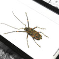 Giant Harlequin Beetle Genuine Framed Specimen